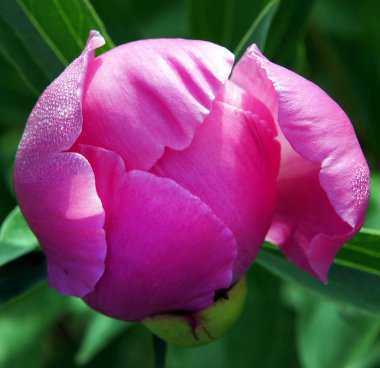 Güzel paeonia suffruticosa çiçek tomurcuk bahçe içinde