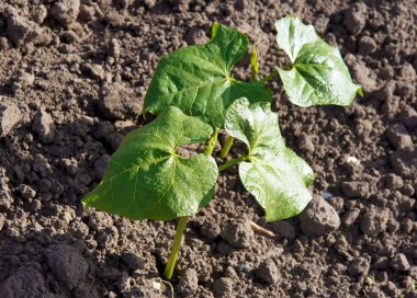 Organik çiftlik Runner Bean bitki (Phaseolus coccineus) erken bahar filizi
