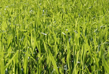 Erken baharda organik çiftlik taze sweetgrass (Hierochloe) 