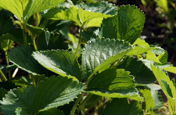 Plantas Fresa Con Hermosas Hojas Húmedas Después Lluvia Primavera — Foto de Stock