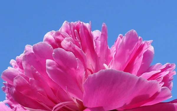 青い空のフォームにファンの芍薬牡丹の花の美しい質感 — ストック写真