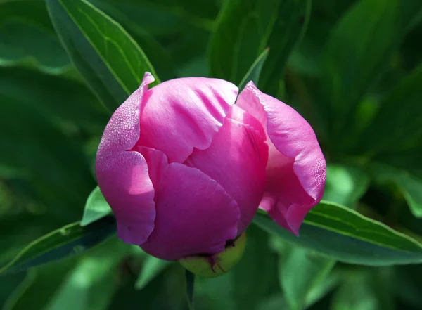 Schöne Paeonia Suffruticosa Blütenknospe Garten — Stockfoto