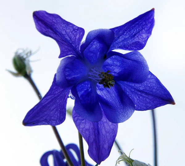 Beautiful fresh flower of columbine (Aquilegia vulgaris)