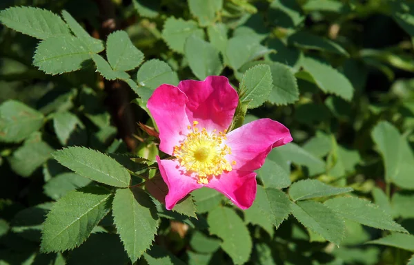 Beautiful Fresh Flowers Dog Rose Spring — Stock Photo, Image