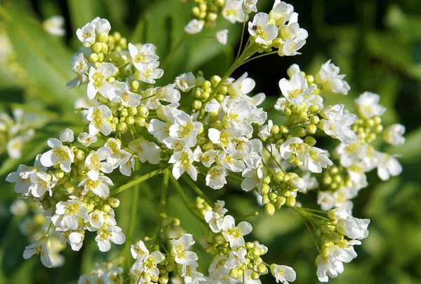 Цветы Хрена Armoracia Rusticana Syn Cochlearia Armoracia Весной — стоковое фото