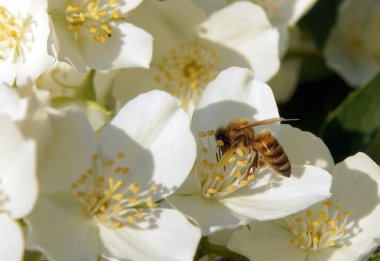 Arı polen tatlı sahte-portakal (Philadelphus coronaryus çiçekler toplar.)