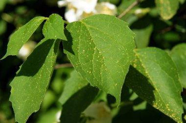 Polen tatlı sahte-portakal (Philadelphus coronaryus) yaprakları ilkbaharda düşer.