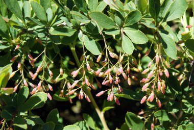 Güzel taze yaprakları ve olgunlaşmamış meyveler berberis bahar
