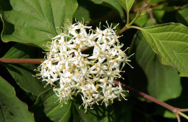 Çiçekli enfeksiyonlar ve Cornus sericea syn yaprakları. C. stolonifera Swida sericea ilkbahar günü