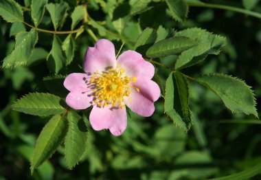 Güzel taze köpek çiçekleri baharda yükseldi.