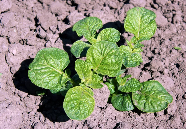 Germogli Patate All Inizio Della Primavera Sul Lontano Organico — Foto Stock