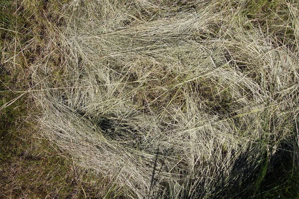 Fresh Hay Texture Natural Background — Stock Photo, Image