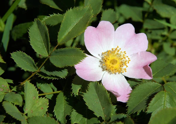 Güzel taze köpek çiçekleri baharda yükseldi.