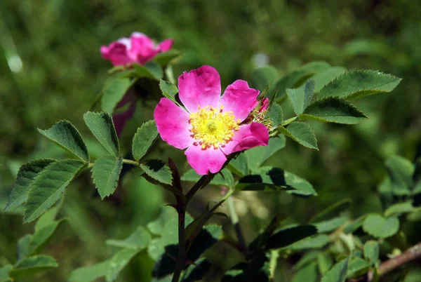 Belles Fleurs Fraîches Chien Rose Printemps — Photo