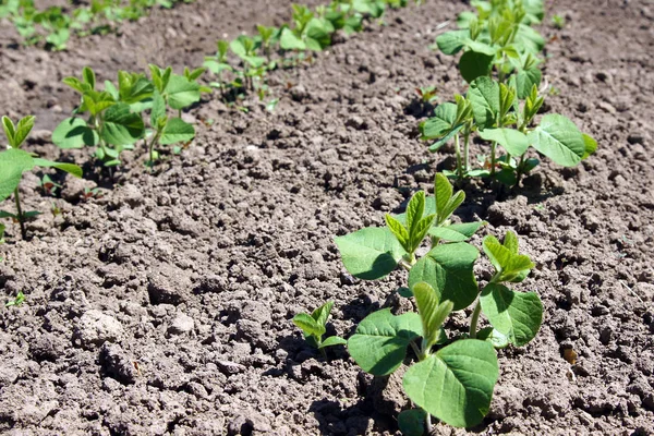 Brotos Plantas Soja Início Primavera Fazenda Orgânica — Fotografia de Stock