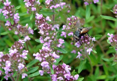 Bitki bitkiler ile güzel kokulu çiçekler böcekler çekmek