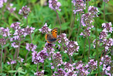 Bitki bitkiler ile güzel kokulu çiçekler böcekler, kelebekler gibi çekmek