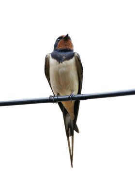 Beyaz arka plan üzerinde izole kabloları kırlangıcı (Hirundo rustica) oturur