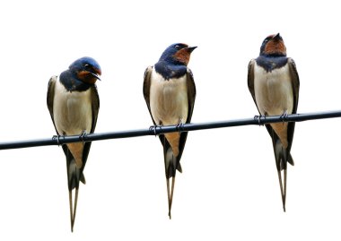 Beyaz arka plan üzerinde izole kablolar üzerinde oturur üç ahır yutar (Hirundo rustica)