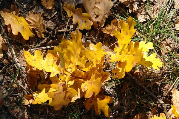 Belle Foglie Quercia Gialla Nella Foresta Autunnale Foto Con Focus — Foto Stock