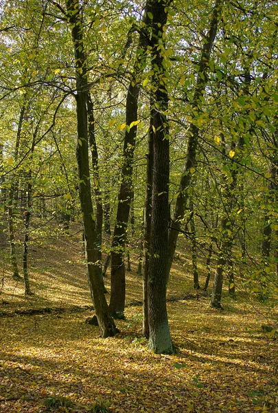 Mooie Herfst Bos Verlicht Door Zon — Stockfoto