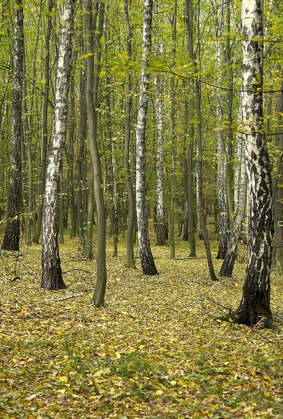 Scenic Autumn Landscape Birches Woods — Stock Photo, Image