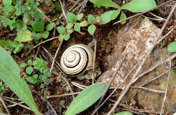 Beautiful Snail Shows Small Horns Shell — Stock Photo, Image