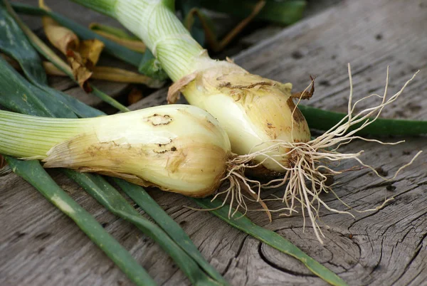 Fresh Onion Old Wooden Table Still Life — Stock Photo, Image