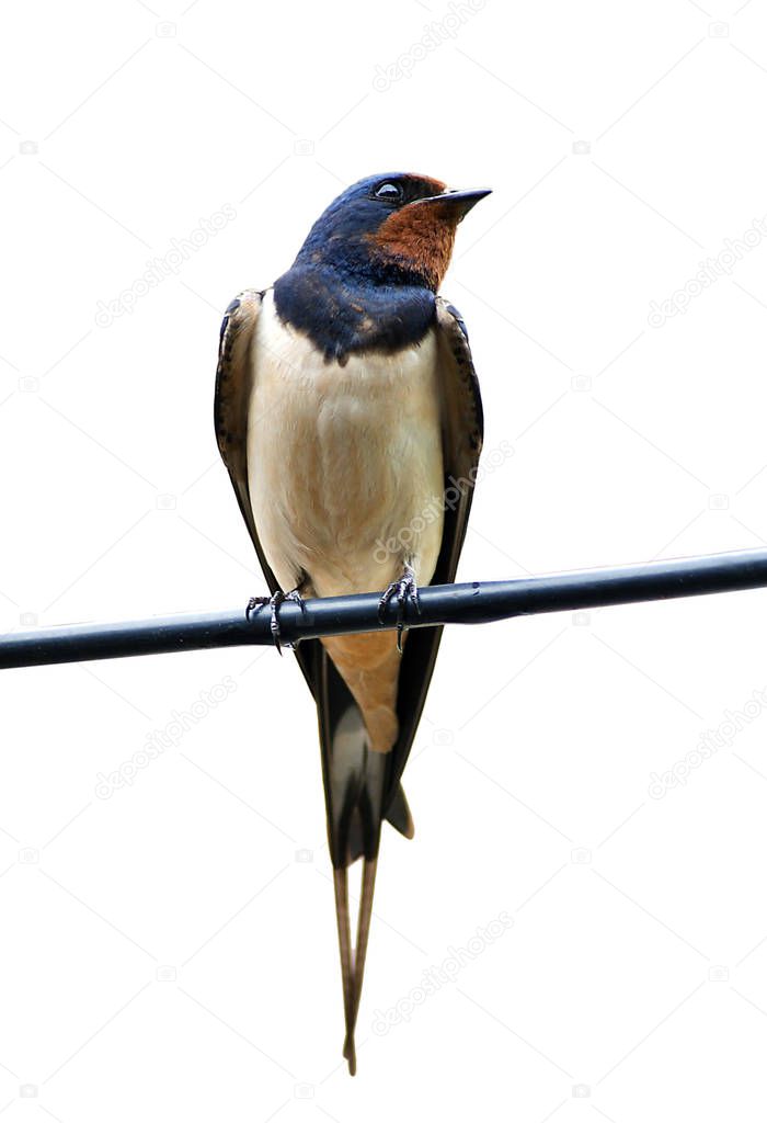 The barn swallow (Hirundo rustica) sits on the cables isolated on white background