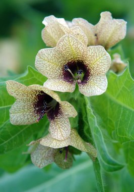 Siyah henbane veya kokuşmuş itüzümü olarak bilinen Hyoscyamus Nijer yılında zehirli bir bitkidir