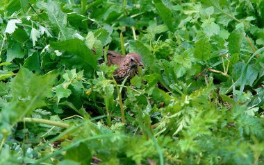 Böcekler ve Otsu bitkiler arasında iyi kamufle Turdus yiyor