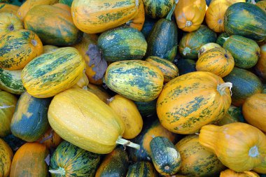 Doğal bir arka plan olarak farklı renklerde birçok kabak