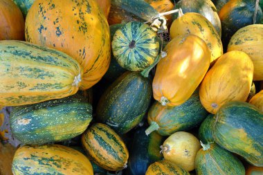 Doğal bir arka plan olarak farklı renklerde birçok kabak