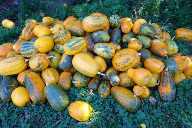 Doğal bir arka plan olarak farklı renklerde birçok kabak