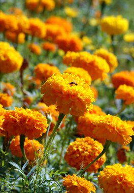 Güzel kadife çiçeği Tagetes erecta çiçek doğal arka plan olarak