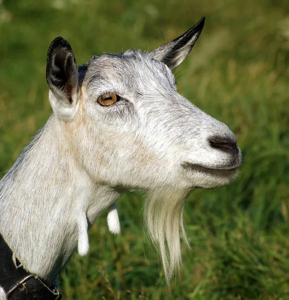 All Domestic Goats Capra Aegagrus Hircus Have Eyes Horizontal Pupil — Stock Photo, Image