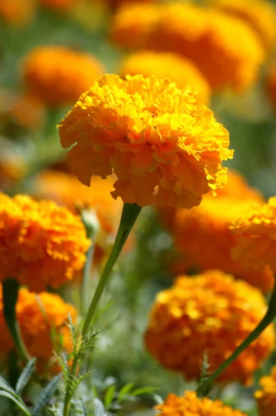 Hermosa Caléndula Tagetes Erecta Flores Como Fondo Natural —  Fotos de Stock