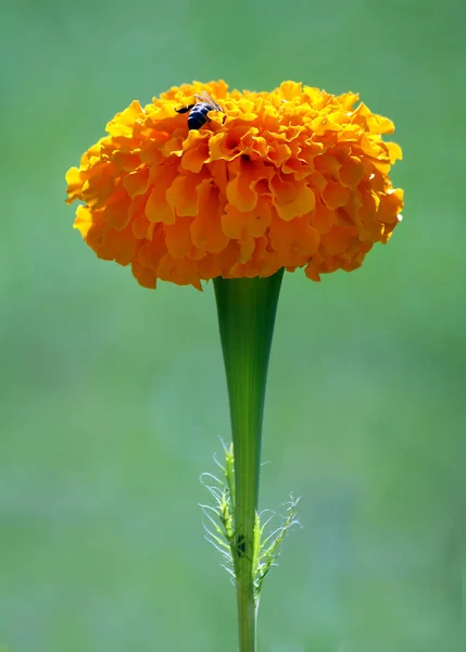 Hermosa Caléndula Tagetes Erecta Flores Como Fondo Natural — Foto de Stock