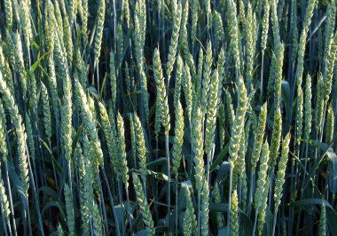 Buğday (Triticum) doğal bir arka plan olarak olgunlaşmamış yeşil sivri. Yerel odak fotoğraf