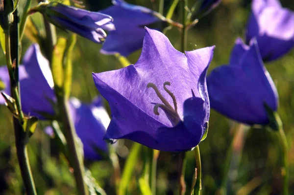 Stor Blåklocka Blåklocka Blommande Växtarter Familjen Klockväxter — Stockfoto