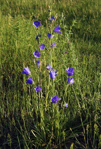 Campanula Persicifolia Una Especie Planta Con Flores Perteneciente Familia Campanulaceae — Foto de Stock