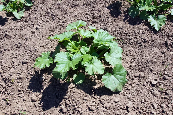 Jungpflanze Zucchini Oder Zucchini Frühjahr Auf Dem Beet — Stockfoto