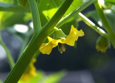 Cape bektaşi üzümü (Physalis peruviana) erken yaz aylarında organik çiftlik çiçek