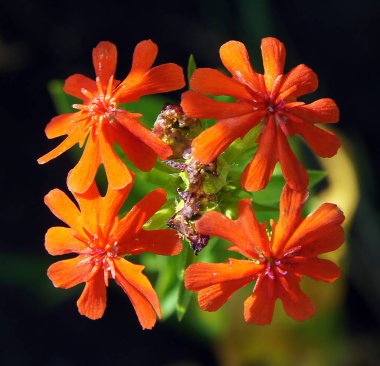 Kırmızı karanfil barbatus çiçekler ilginç çeşitli