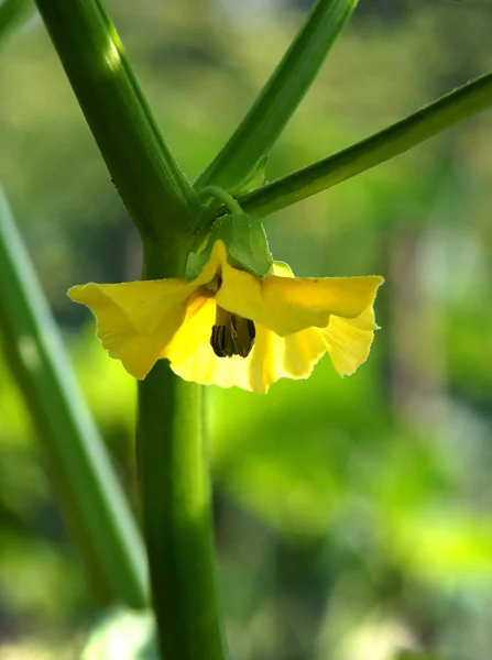 Blommor Cape Krusbär Physalis Peruviana Början Sommaren Den Ekologiska Gården — Stockfoto