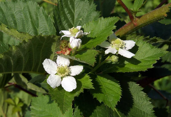 Цветки Ежевики Rubus Fruticosus Ранней Весной — стоковое фото