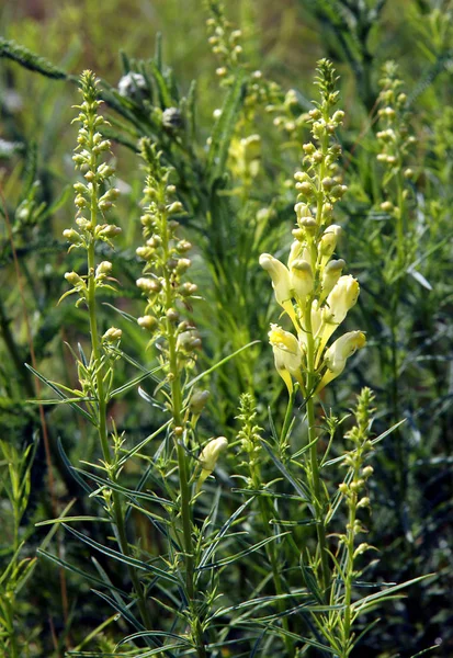 Květiny Běžných Lnice Linaria Vulgaris Louce — Stock fotografie