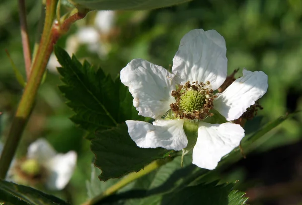 Fleurs Mûres Rubus Fruticosus Début Printemps Images De Stock Libres De Droits