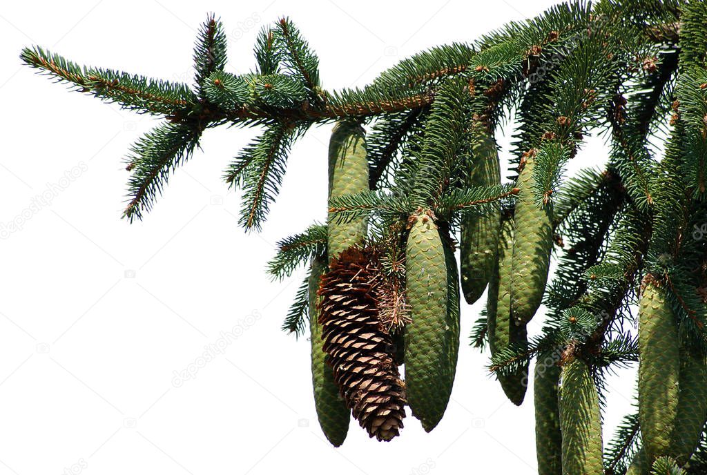 Branch of spruce with young green and old brown cones on the white background