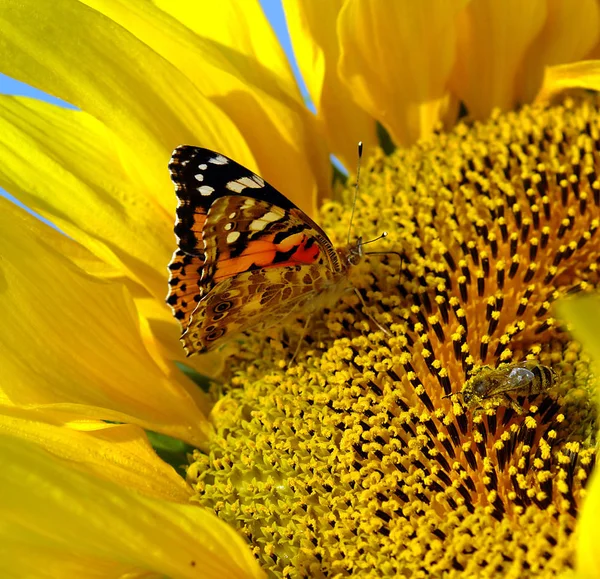 Solrosor Blomningen Attrahera Mängd Insekter Inklusive Bin Och Fjärilar — Stockfoto